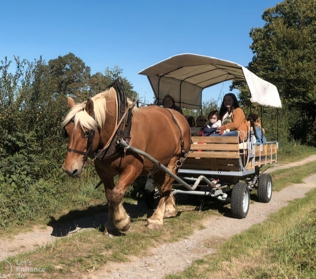 balade en calèche dans le berry