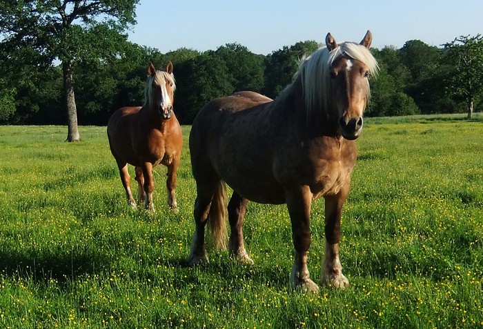 roulotte-vacances-cheval