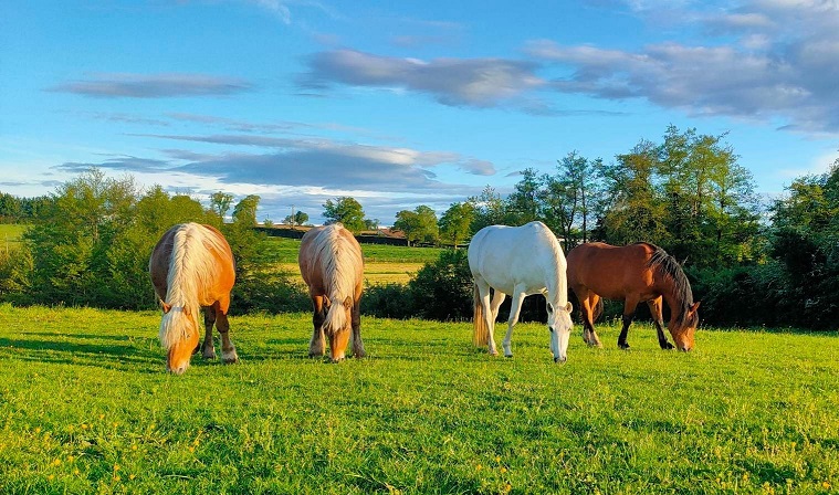 séjour en roulotte avec cheval