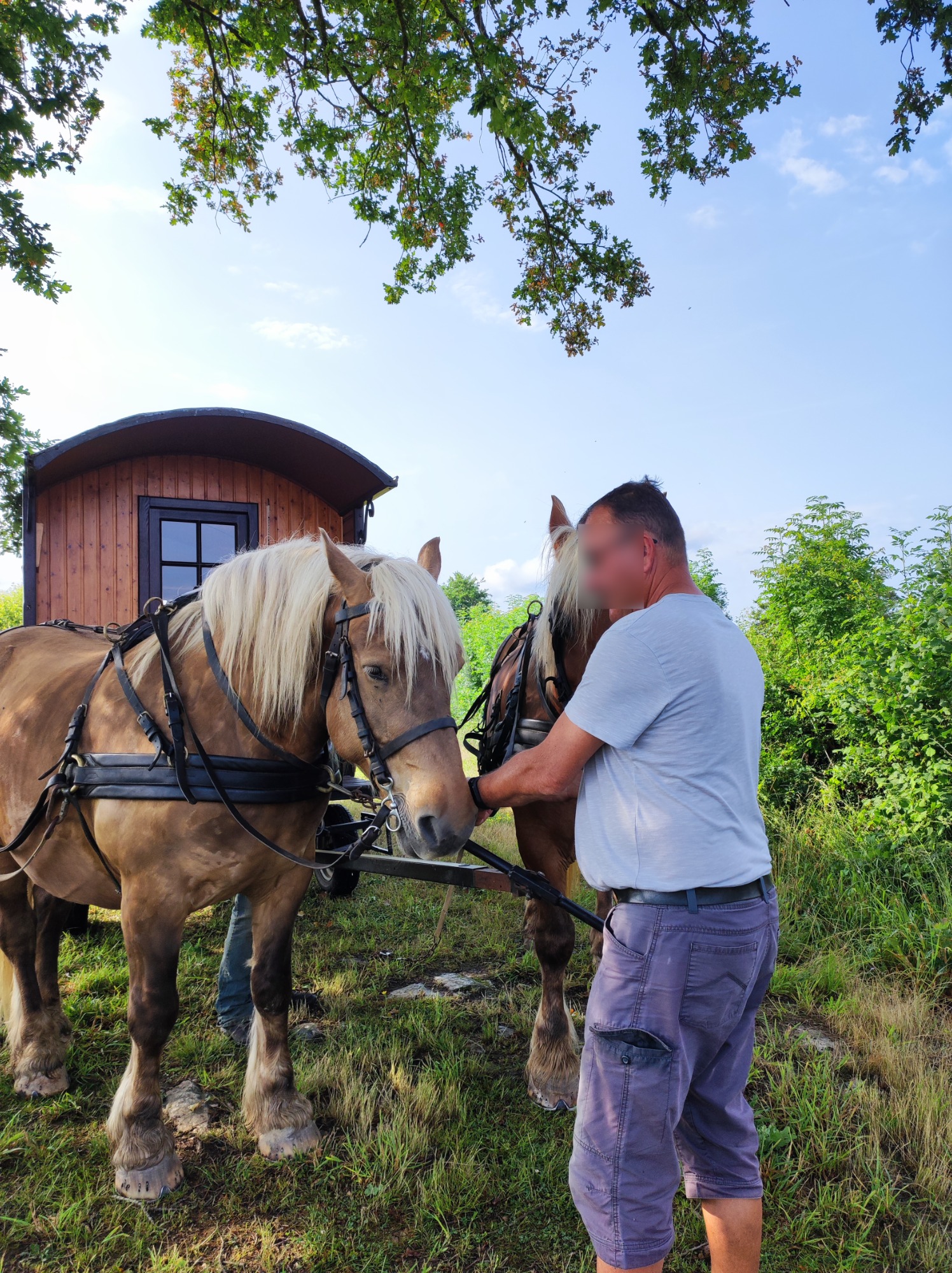 location-roulotte-avec-cheval