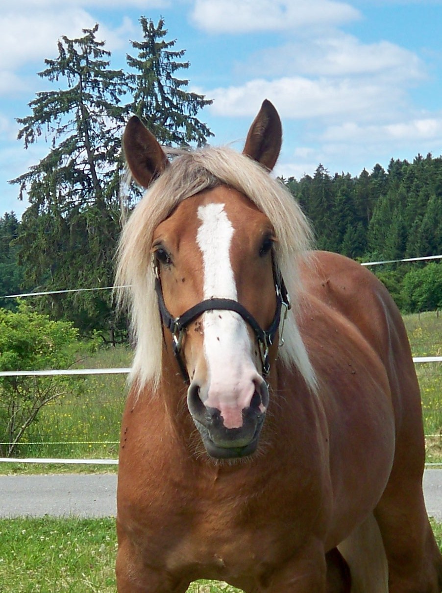 location de roulotte avec cheval